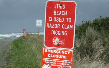 Razor clams are affected by domoic acid, making them off-limits during Pseudo-nitzschia blooms.